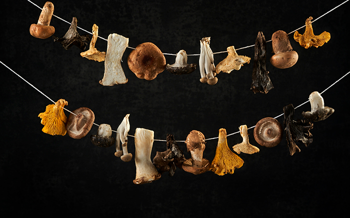 قارچهای دارویی شیتاکه، گانودرما و یال شیر