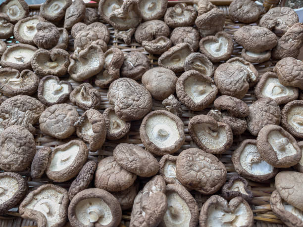 قارچ شیتاکه خشکشده