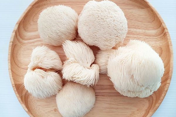 قارچ یال شیر